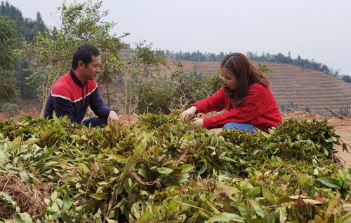 醴陵市政府引領綠色發展 新建1500畝五彩茶園推動農副產品銷售