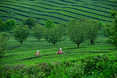 茶韻飄香武陵山，產(chǎn)業(yè)振興新篇章——首屆“秀山毛尖”杯茶王賽暨第二屆武陵山茶文化節(jié)成功舉辦，農(nóng)副產(chǎn)品銷(xiāo)售成果喜人