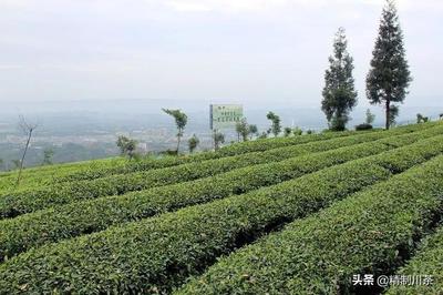 互聯(lián)網(wǎng)+蒙頂山茶 味獨(dú)珍茶業(yè)的數(shù)字化種植新篇章